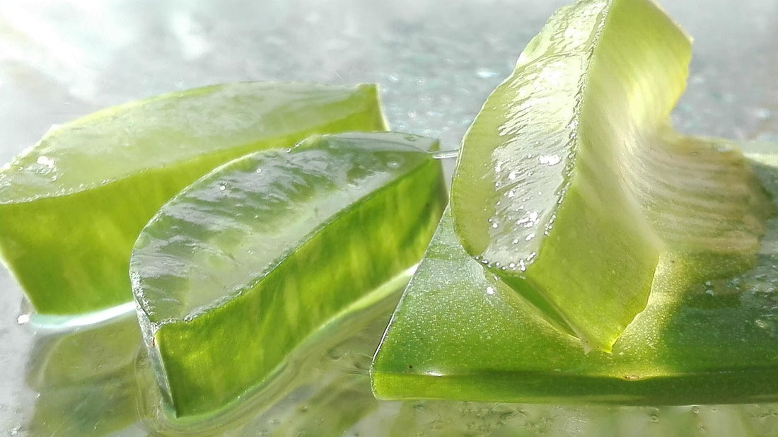 Aloe Vera Fun Facts