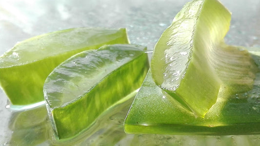 Aloe Vera Fun Facts